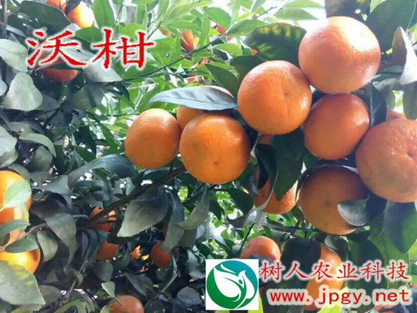 發(fā)揮龍頭企業(yè)帶動(dòng)作用