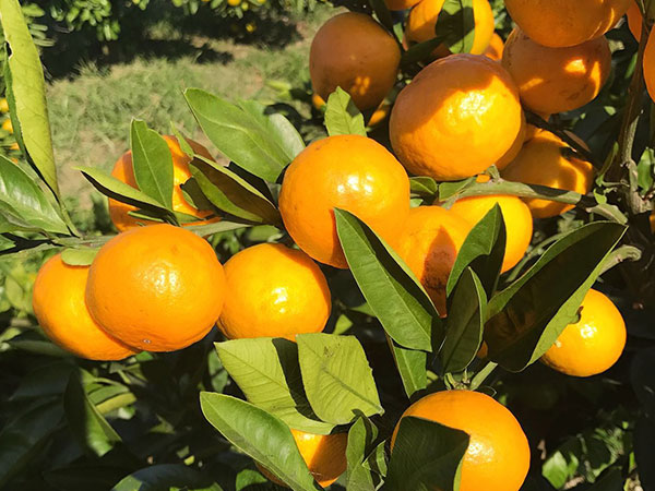 苗木的選購(gòu)的注意事項(xiàng)