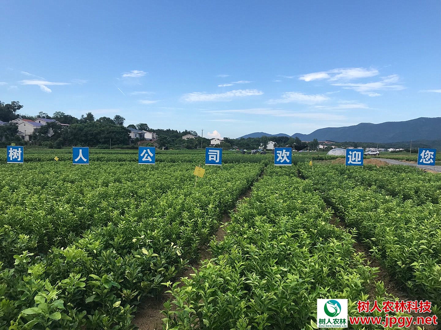 經(jīng)歷2018年市場(chǎng)寒冬洗禮，未來(lái)柑橘產(chǎn)業(yè)誰(shuí)主沉??？