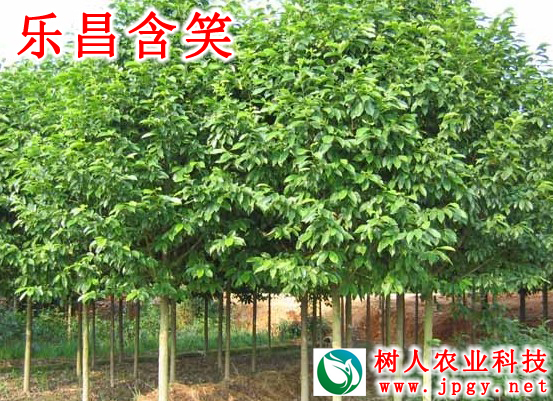 樂(lè)昌含笑