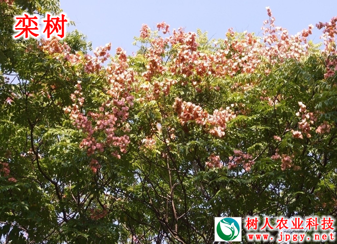 欒樹(shù)