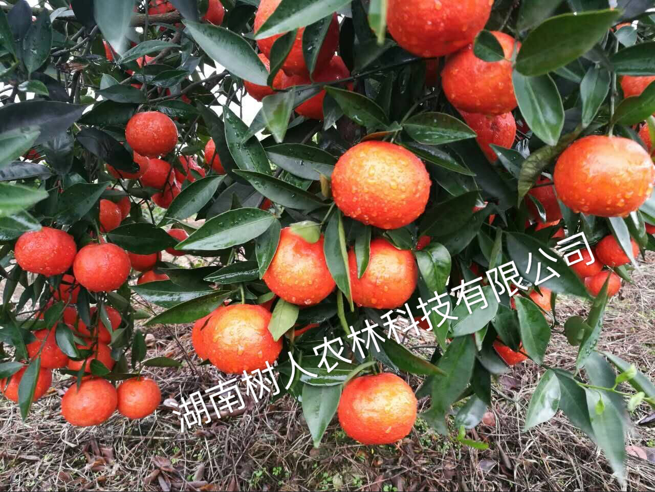 關(guān)于廣西永福縣韋昌裕偽造合同盜用我公司世紀(jì)紅名義擴(kuò)散假苗、病毒苗的違法行徑的緊急聲明