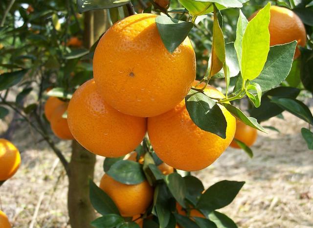 柑橘苗木潛葉蛾防治技術(shù)