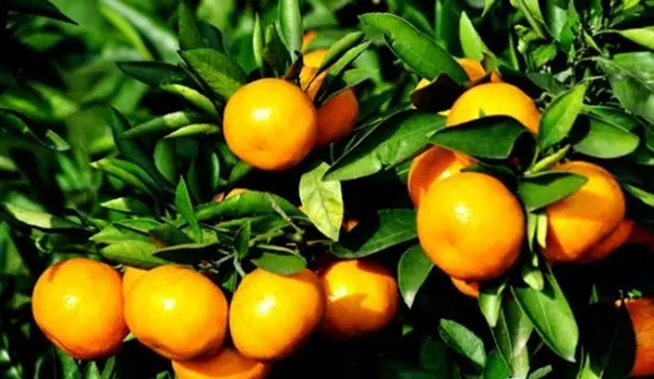 柑橘增色增糖技術(shù)