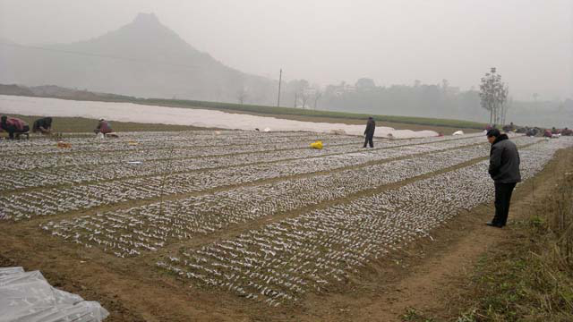 如何成功經(jīng)營(yíng)好水果產(chǎn)業(yè)？