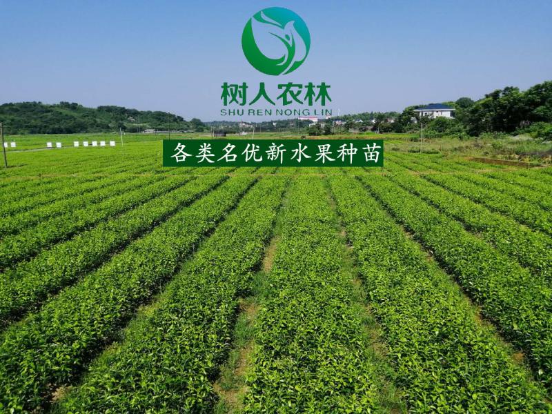 2019年秋樹人公司苗木訂購業(yè)務(wù)啟動        千萬株優(yōu)質(zhì)苗木讓利惠農(nóng)