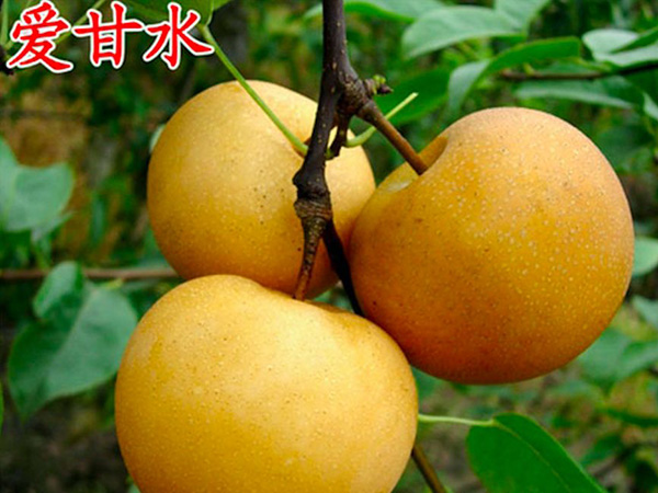 愛(ài)甘水