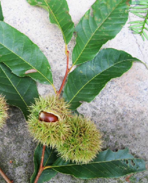 湖南樹(shù)人農(nóng)林科技有限公司,湖南柑橘品種銷售,中國(guó)果樹(shù)網(wǎng),常綠果樹(shù)類哪里好