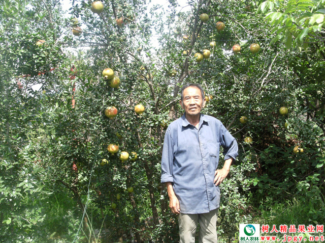 湖南樹(shù)人農(nóng)林科技有限公司,湖南柑橘品種銷(xiāo)售,中國(guó)果樹(shù)網(wǎng),常綠果樹(shù)類(lèi)哪里好
