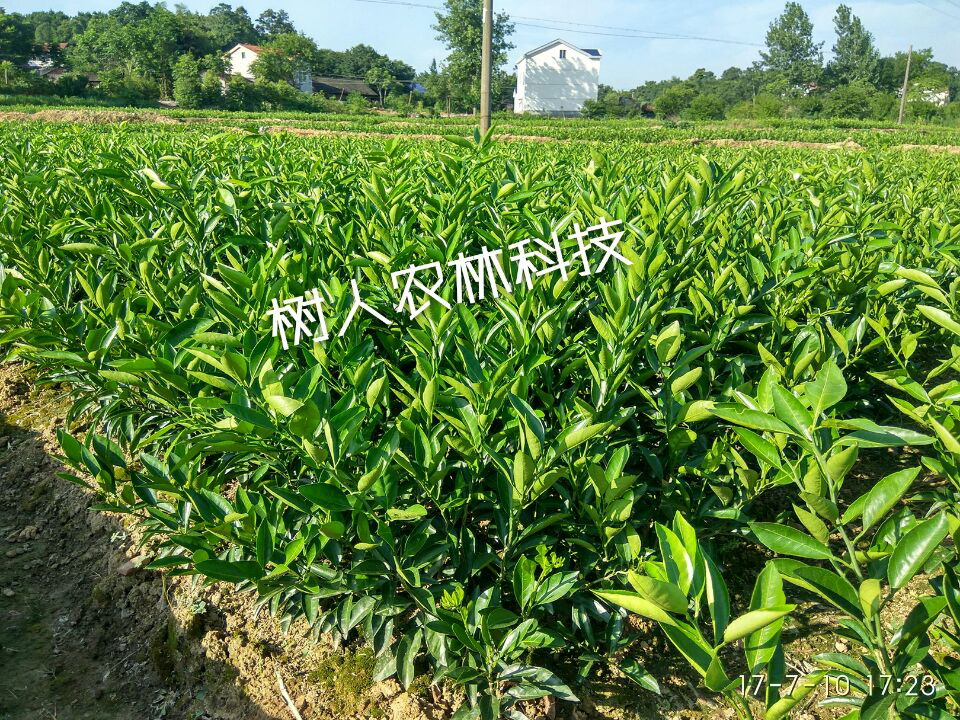 湖南樹人農(nóng)林科技有限公司,湖南柑橘品種銷售,中國果樹網(wǎng),常綠果樹類哪里好