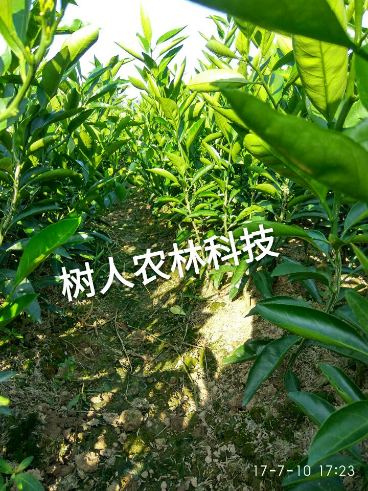 湖南樹人農(nóng)林科技有限公司,湖南柑橘品種銷售,中國果樹網(wǎng),常綠果樹類哪里好