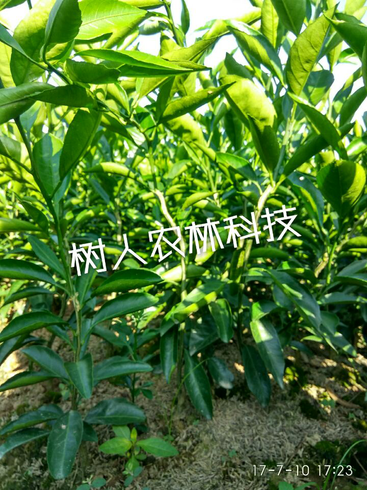 湖南樹人農(nóng)林科技有限公司,湖南柑橘品種銷售,中國果樹網(wǎng),常綠果樹類哪里好