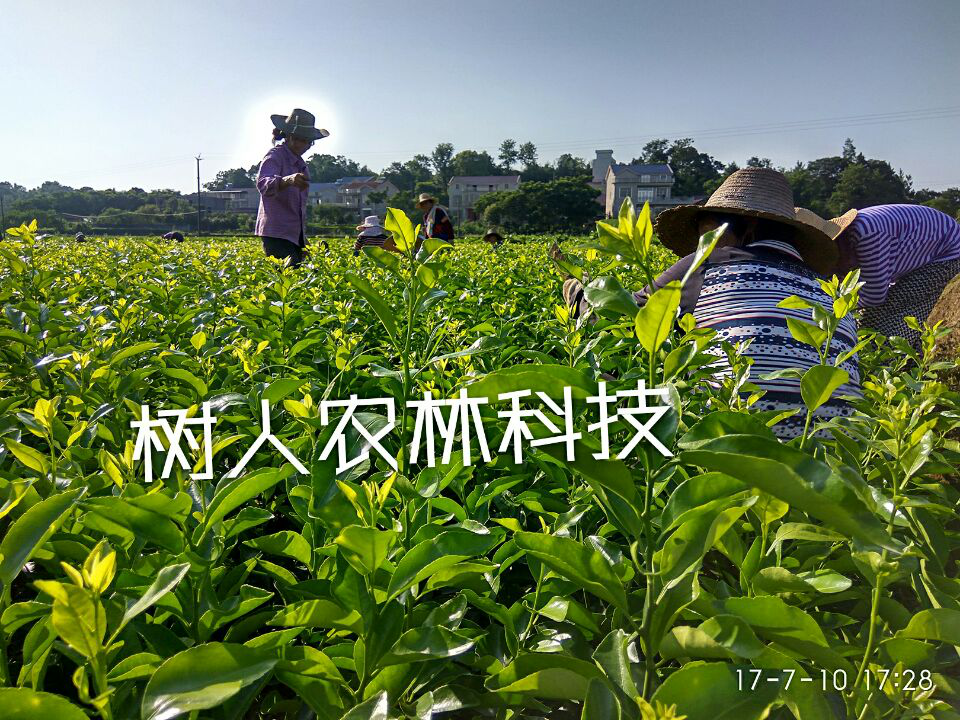 湖南樹人農(nóng)林科技有限公司,湖南柑橘品種銷售,中國果樹網(wǎng),常綠果樹類哪里好