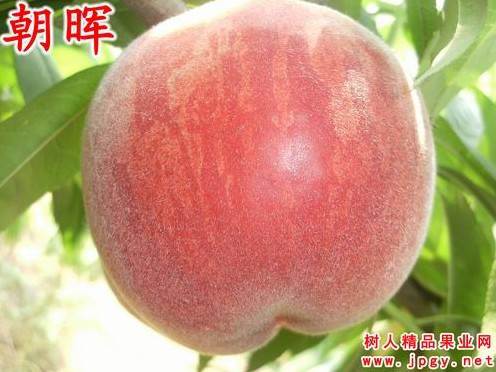 特種栽培技術(shù)