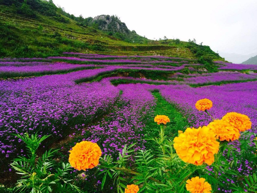 彩色油菜花的研究與開發(fā)推廣