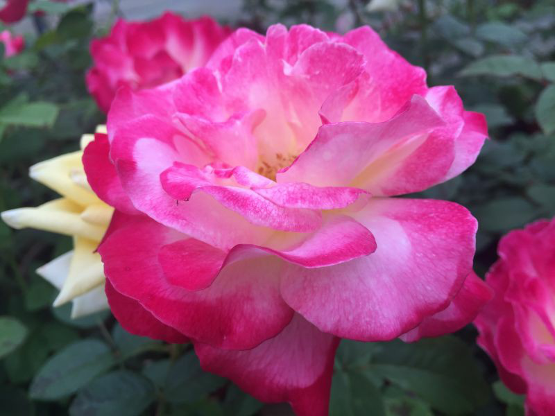 彩色油菜花的研究與開發(fā)推廣