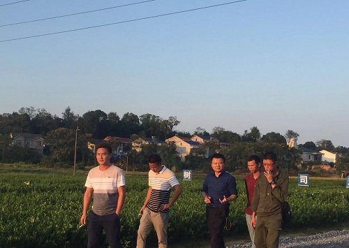 彩色油菜花的研究與開(kāi)發(fā)推廣