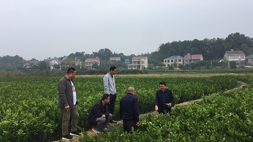 彩色油菜花的研究與開(kāi)發(fā)推廣