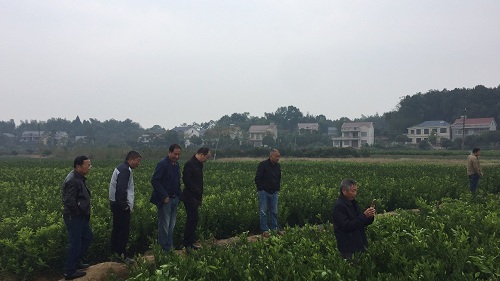 彩色油菜花的研究與開(kāi)發(fā)推廣