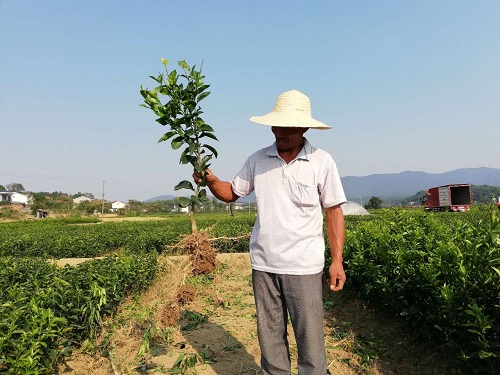 彩色油菜花的研究與開(kāi)發(fā)推廣