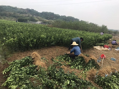 彩色油菜花的研究與開(kāi)發(fā)推廣