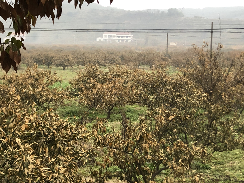 湖南樹人農(nóng)林科技有限公司,湖南柑橘品種銷售,中國果樹網(wǎng),常綠果樹類哪里好