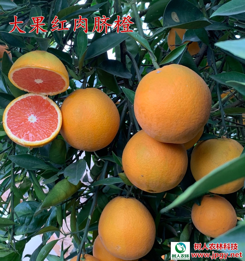 湖南樹人農(nóng)林科技有限公司,湖南柑橘品種銷售,中國果樹網(wǎng),常綠果樹類哪里好