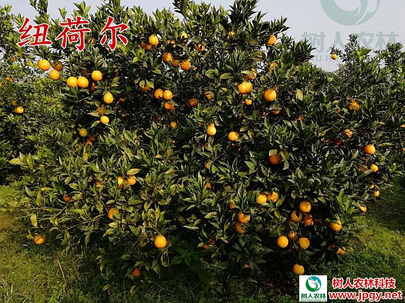 湖南樹人農(nóng)林科技有限公司,湖南柑橘品種銷售,中國果樹網(wǎng),常綠果樹類哪里好