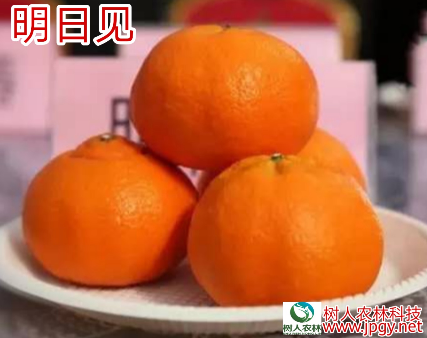 湖南樹人農(nóng)林科技有限公司,湖南柑橘品種銷售,中國果樹網(wǎng),常綠果樹類哪里好