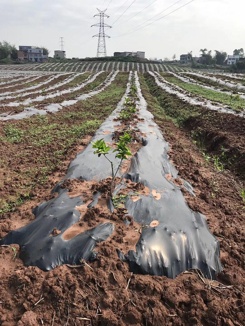 湖南樹人農(nóng)林科技有限公司,湖南柑橘品種銷售,中國(guó)果樹網(wǎng),常綠果樹類哪里好
