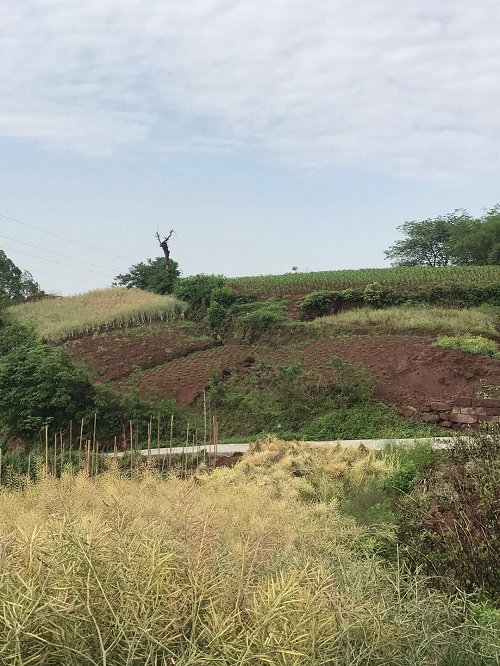 湖南樹人農(nóng)林科技有限公司,湖南柑橘品種銷售,中國(guó)果樹網(wǎng),常綠果樹類哪里好