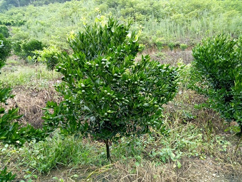 湖南樹人農(nóng)林科技有限公司,湖南柑橘品種銷售,中國果樹網(wǎng),常綠果樹類哪里好