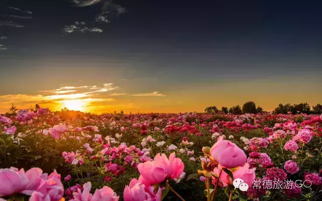 湖南樹人農(nóng)林科技有限公司,湖南柑橘品種銷售,中國(guó)果樹網(wǎng),常綠果樹類哪里好