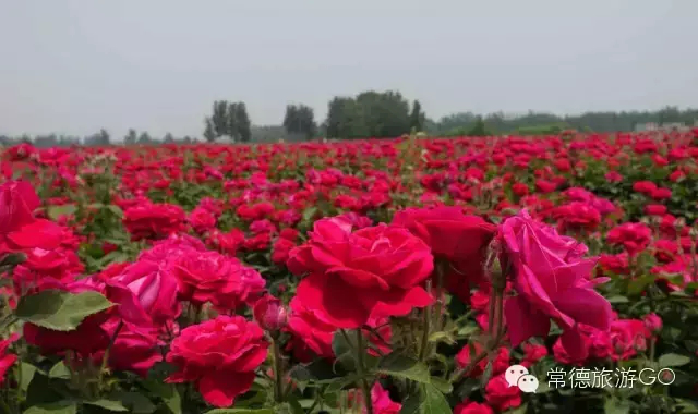 湖南樹人農(nóng)林科技有限公司,湖南柑橘品種銷售,中國(guó)果樹網(wǎng),常綠果樹類哪里好