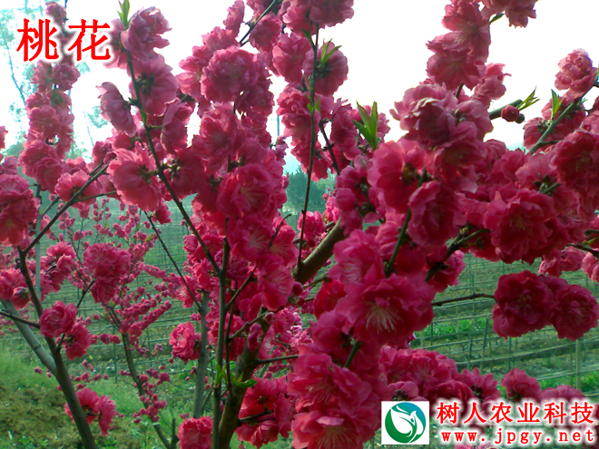 湖南樹人農(nóng)林科技有限公司,湖南柑橘品種銷售,中國果樹網(wǎng),常綠果樹類哪里好