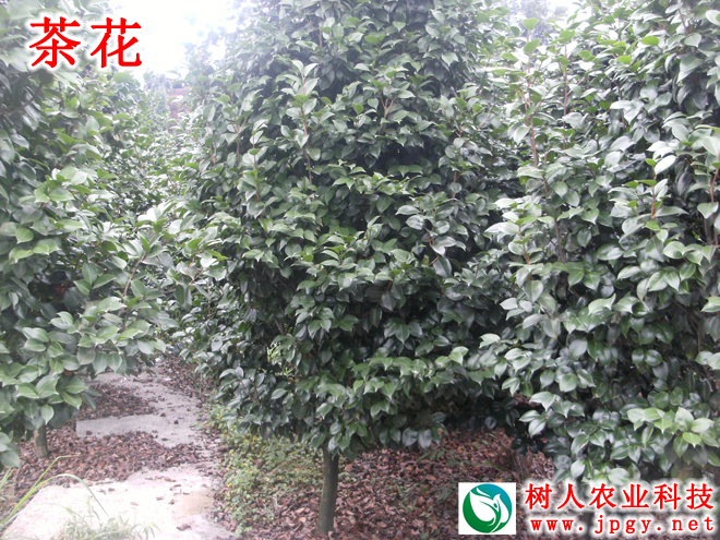 湖南樹人農(nóng)林科技有限公司,湖南柑橘品種銷售,中國果樹網(wǎng),常綠果樹類哪里好