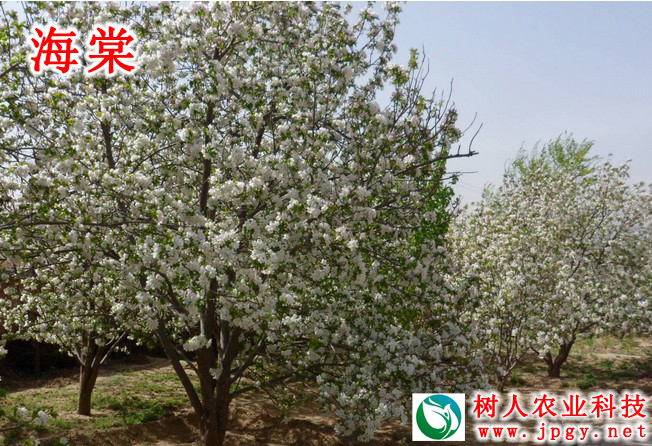 湖南樹人農(nóng)林科技有限公司,湖南柑橘品種銷售,中國(guó)果樹網(wǎng),常綠果樹類哪里好