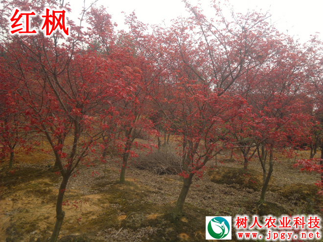 湖南樹人農(nóng)林科技有限公司,湖南柑橘品種銷售,中國果樹網(wǎng),常綠果樹類哪里好