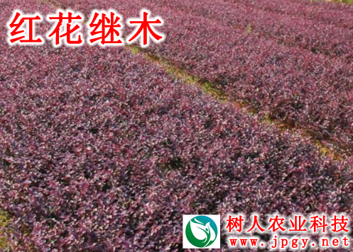 湖南樹人農(nóng)林科技有限公司,湖南柑橘品種銷售,中國果樹網(wǎng),常綠果樹類哪里好