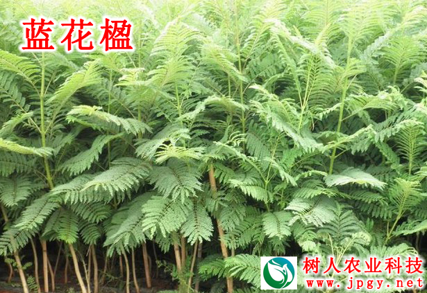 湖南樹人農(nóng)林科技有限公司,湖南柑橘品種銷售,中國(guó)果樹網(wǎng),常綠果樹類哪里好