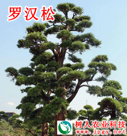 湖南樹人農(nóng)林科技有限公司,湖南柑橘品種銷售,中國果樹網(wǎng),常綠果樹類哪里好