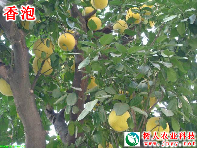 湖南樹人農(nóng)林科技有限公司,湖南柑橘品種銷售,中國果樹網(wǎng),常綠果樹類哪里好