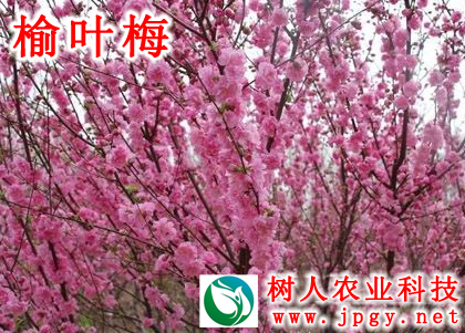 湖南樹人農(nóng)林科技有限公司,湖南柑橘品種銷售,中國果樹網(wǎng),常綠果樹類哪里好