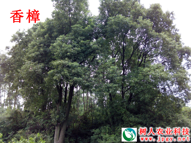 湖南樹人農(nóng)林科技有限公司,湖南柑橘品種銷售,中國(guó)果樹網(wǎng),常綠果樹類哪里好