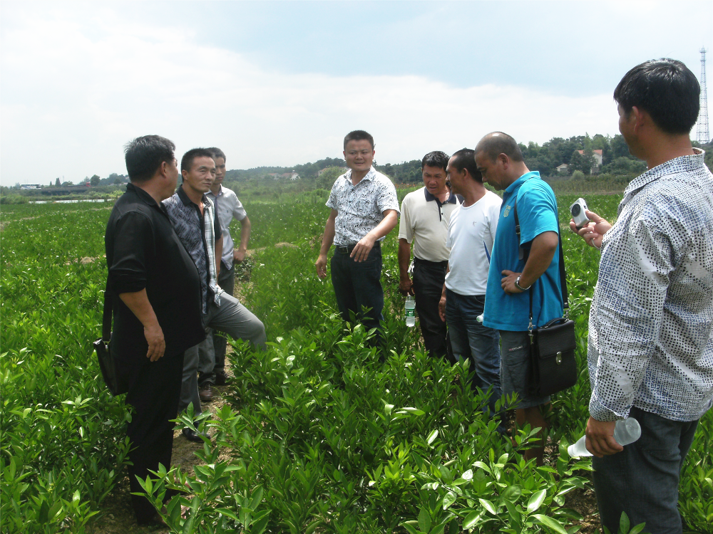 湖南樹(shù)人農(nóng)林科技有限公司,湖南柑橘品種銷(xiāo)售,中國(guó)果樹(shù)網(wǎng),常綠果樹(shù)類(lèi)哪里好
