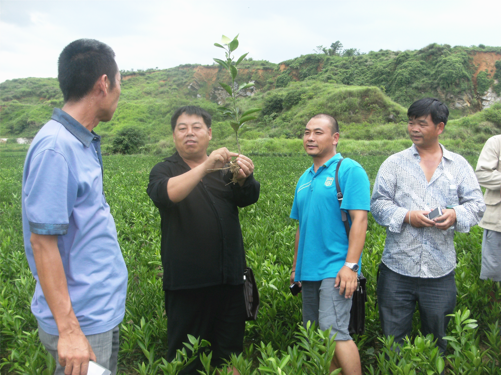 湖南樹(shù)人農(nóng)林科技有限公司,湖南柑橘品種銷(xiāo)售,中國(guó)果樹(shù)網(wǎng),常綠果樹(shù)類(lèi)哪里好