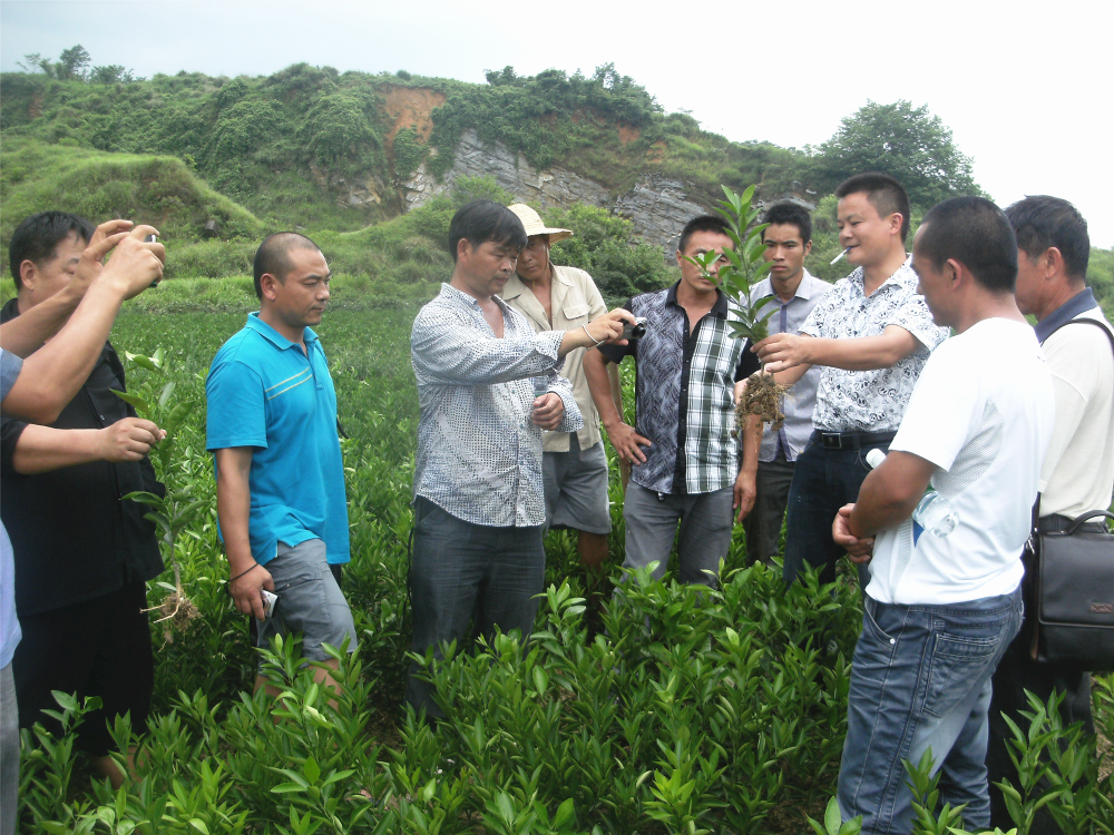 湖南樹(shù)人農(nóng)林科技有限公司,湖南柑橘品種銷(xiāo)售,中國(guó)果樹(shù)網(wǎng),常綠果樹(shù)類(lèi)哪里好