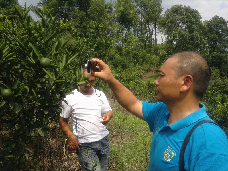 湖南樹(shù)人農(nóng)林科技有限公司,湖南柑橘品種銷(xiāo)售,中國(guó)果樹(shù)網(wǎng),常綠果樹(shù)類(lèi)哪里好
