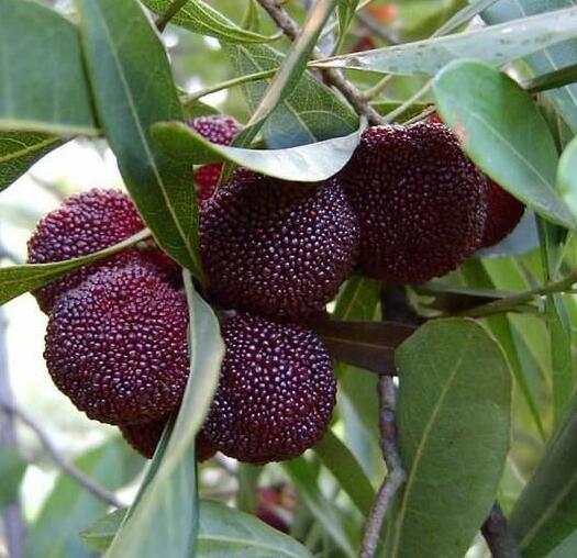 湖南樹人農(nóng)林科技有限公司,湖南柑橘品種銷售,中國果樹網(wǎng),常綠果樹類哪里好 湖南樹人農(nóng)林科技有限公司,湖南柑橘品種銷售,中國果樹網(wǎng),常綠果樹類哪里好