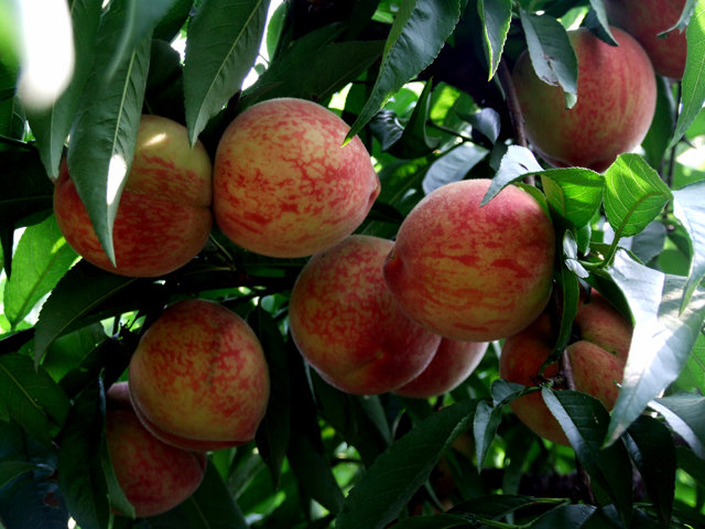 湖南樹人農(nóng)林科技有限公司,湖南柑橘品種銷售,中國果樹網(wǎng),常綠果樹類哪里好